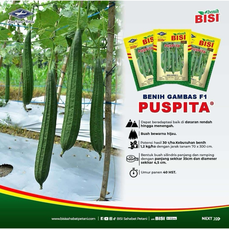 Gambas F1 PUSPITA Tahan Virus 10 gr