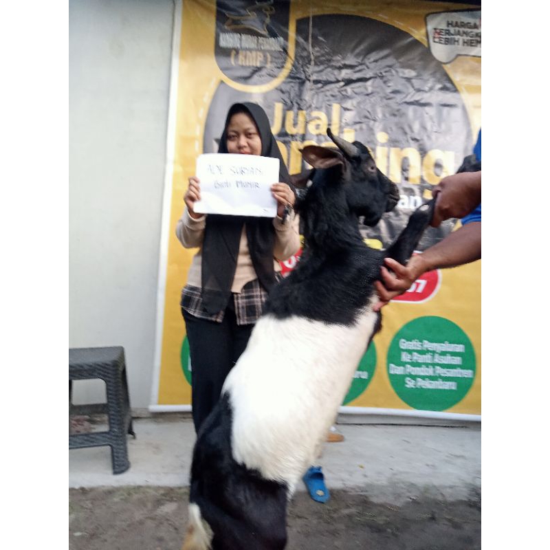 

Paket Aqiqah Kambing Jantan Tipe B Mentah