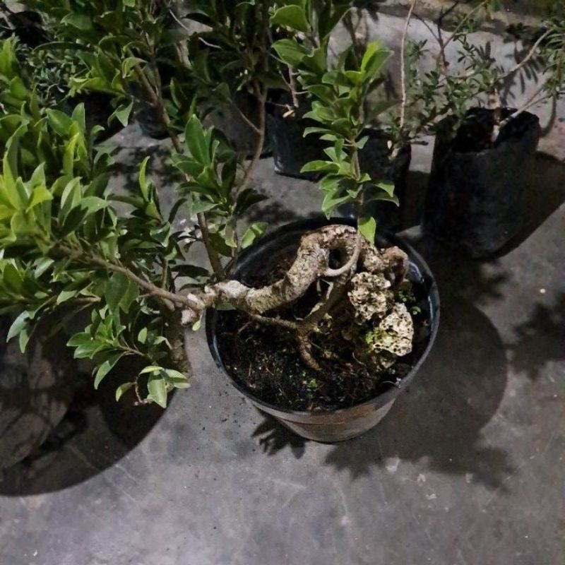 kimeng elegan on the rock