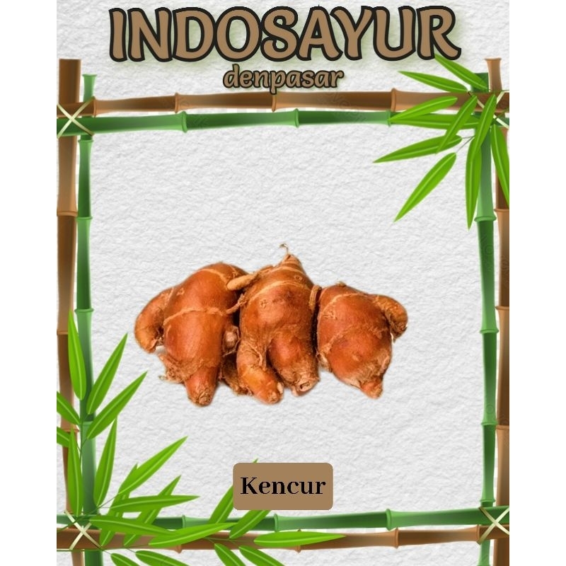 

Kencur _ INDOSAYUR