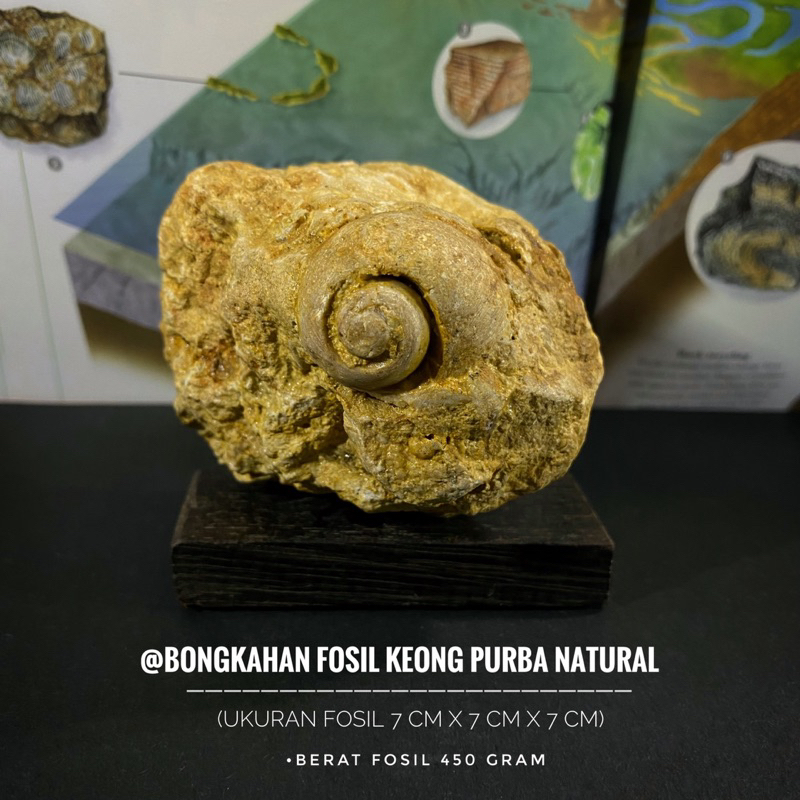 Bongkahan Fosil Keong Natural B10 atau Fosil Gastropoda atau Fosil Kol Buntet Alam atau Fossil Temua