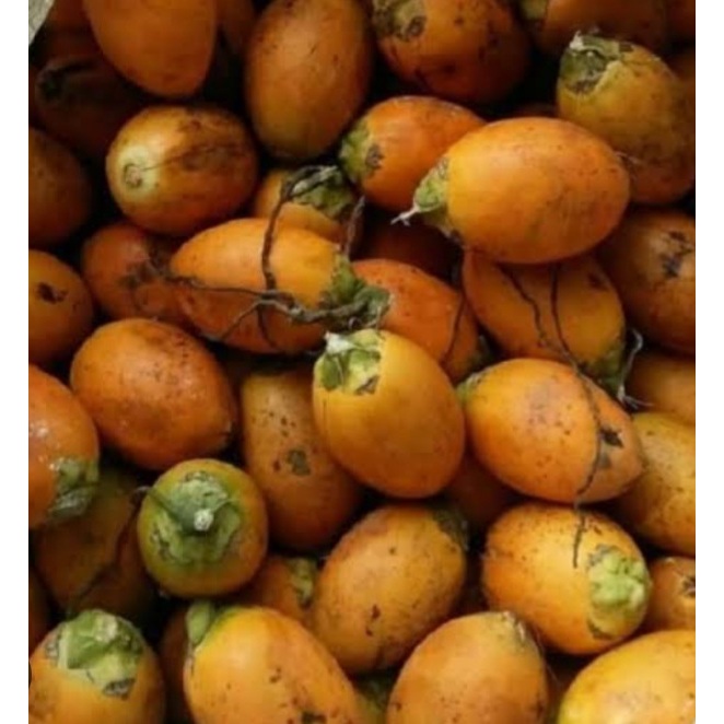 

Buah Pinang Tua Segar 1 kg | Kualitas Terbaik | Cocok untuk Berbagai Kebutuhan