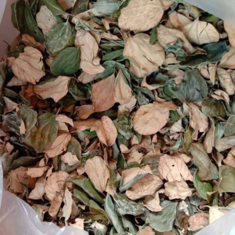 

daun bidara kering