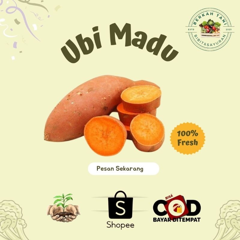 

BERKAH_TANI Ubi Madu Fresh 1kg