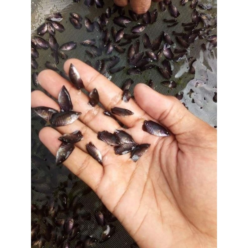 

bibit gurame soang UK kuku kelingking 10 ekor