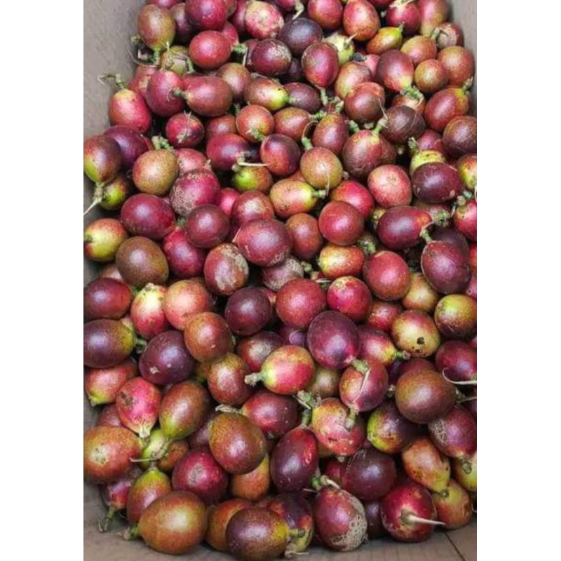

matoa super tiga rasa 1kg