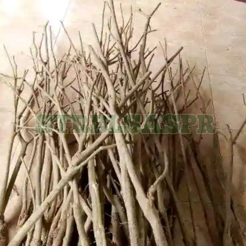 Teh_Teh Maniez Bahan Stek Batang Mentaos Panjang 80 Cm Sampai 1 Meter_Jalitri_Rata Rata Sejempol