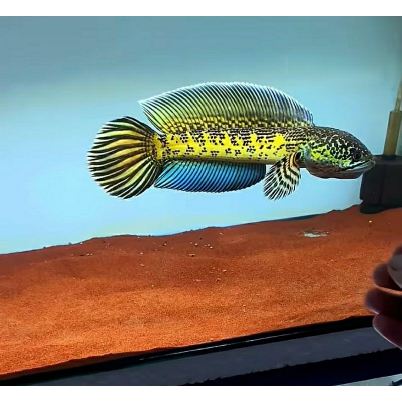 

PAKET 4 CHANNA AURANTI MARCULATA baby