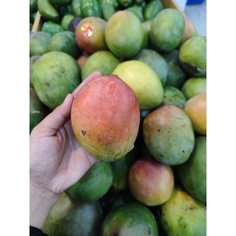 

Mangga Brazil 1 Kg