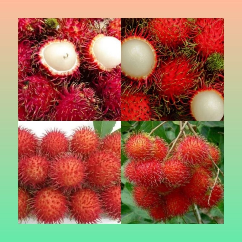

Buah rambutan segar premium 1 kg | Rambutan segar 1 kg | Buah rambutan fresh | rambutan segar 1 kg manis | Buah rambutan