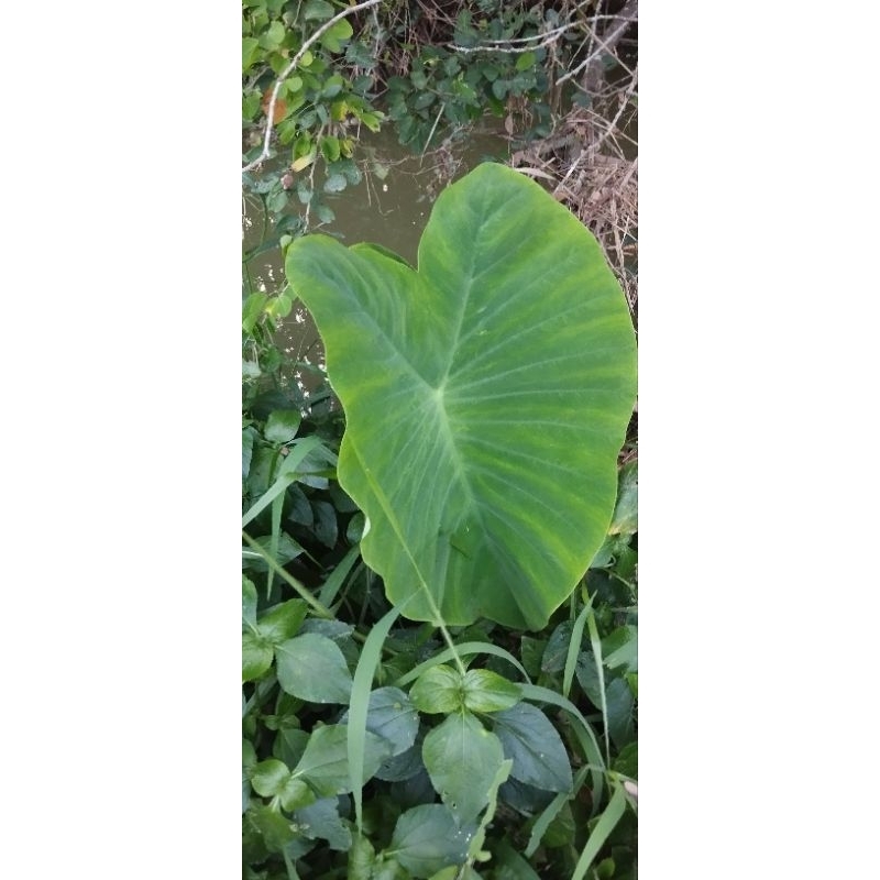 

Daun Talas Bungkus makanan per 300gr