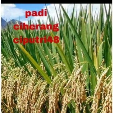 Padi Cihernang Ciputri48