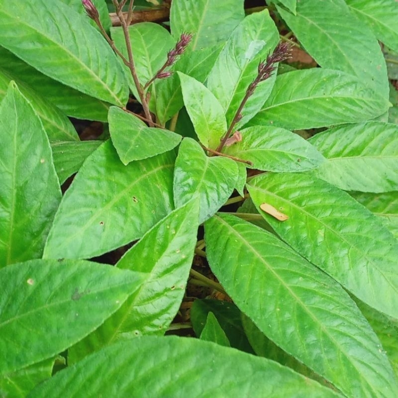 

daun lalapan rende segar baru di petik 250 gram