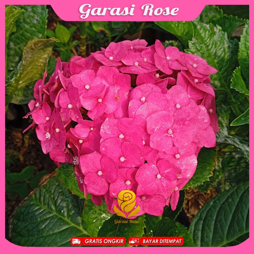 Hydrangea Import - Bunga Hortensia Import Pink