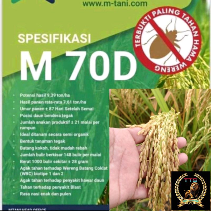 BENIH PADI SUPER M70D KEMASAN 1 KG KUALITAS UNGGUL