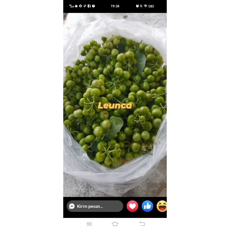 

100 gr luenca/lenca/lencak/lumay (PO dulu ya)