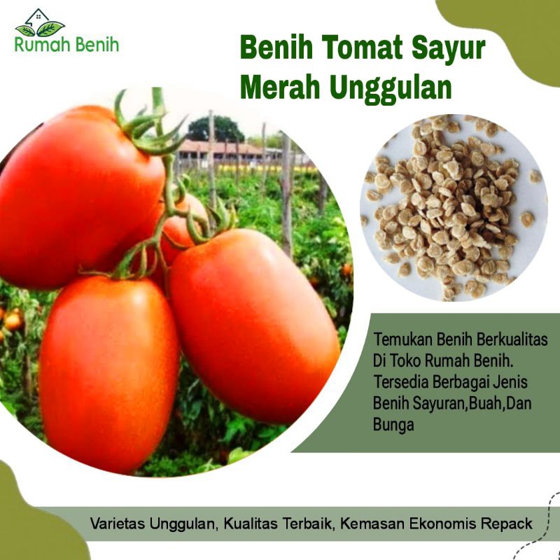 Benih Tomat Sayur Merah Unggulan F1 / Bibit Benih Tomat Sayur / Biji Benih Tomat Merah Unggulan / Be