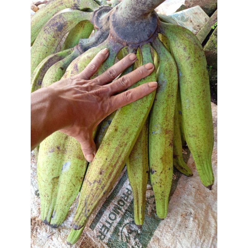 

buah pisang tanduk perbiji,minim order 3
