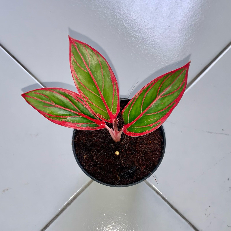 Aglaonema Jayanti