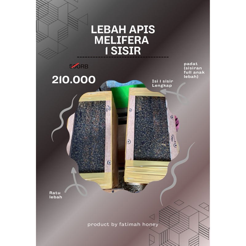 KOLONI LEBAH 1 SISIR AKTIF APIS MELIFERA