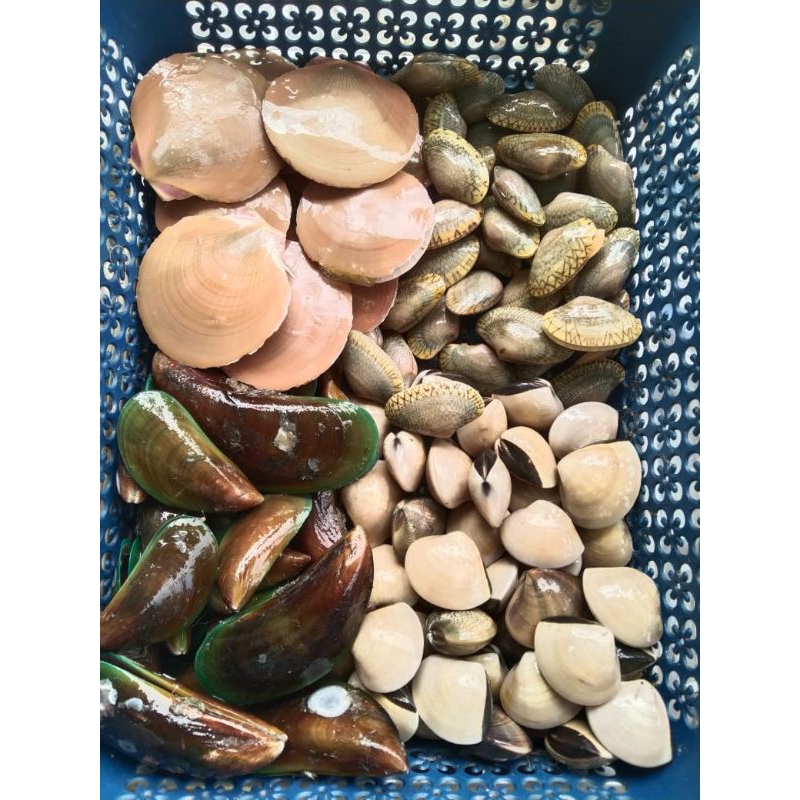 

Kerang Hijau premium