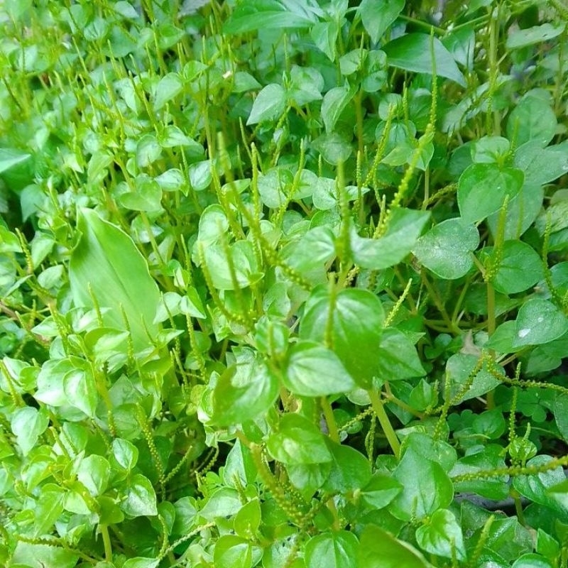 

50x pohon daun sirih Cina segar dicabut plus akar tidak untuk ditanam lagi