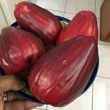 BIBIT JAMBU JAMAIKA SIAP BERBUAH