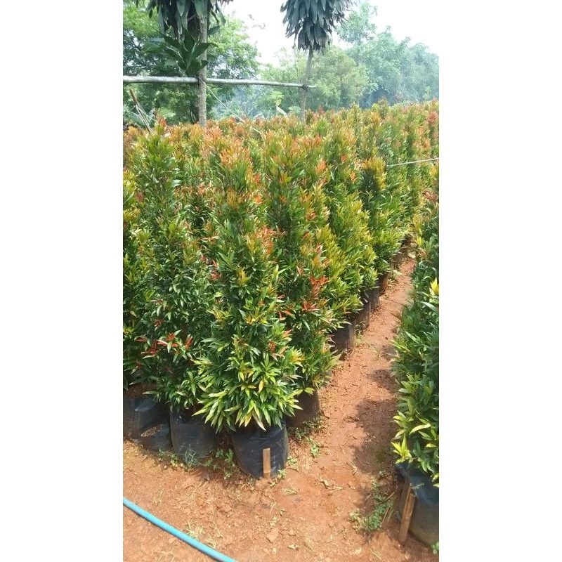 Bibit Bunga Pucuk merah - Tanaman Pucuk merah - Bunga Pucuk merah