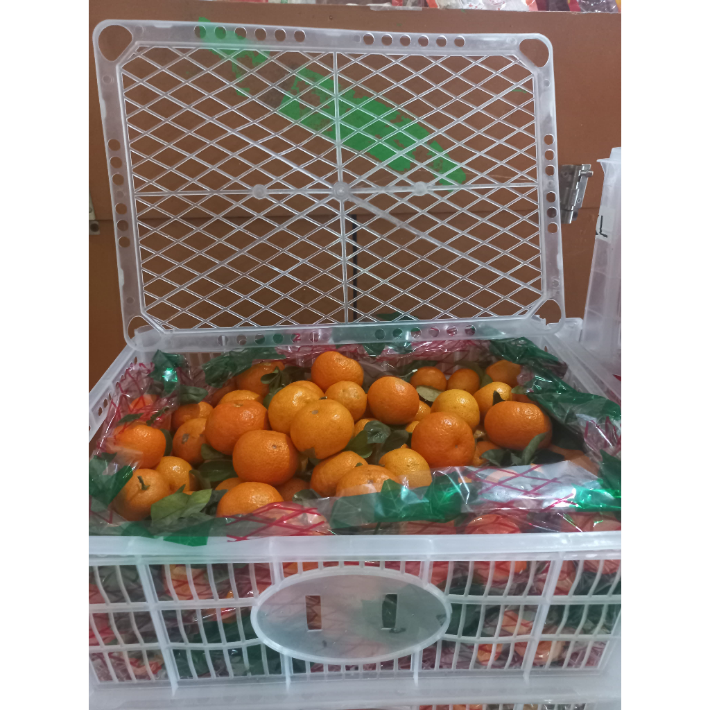 

JERUK MINI SANTANG. JERUK MANIS. MINI SANTANG DAUN. FRESH SEGAR. JERUK ORANGE KECIL