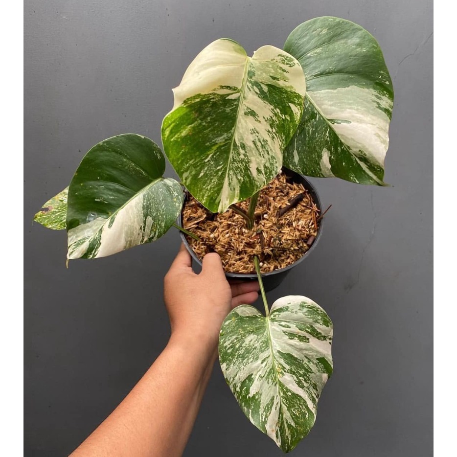 monstera Varigata WT Ekonomis
