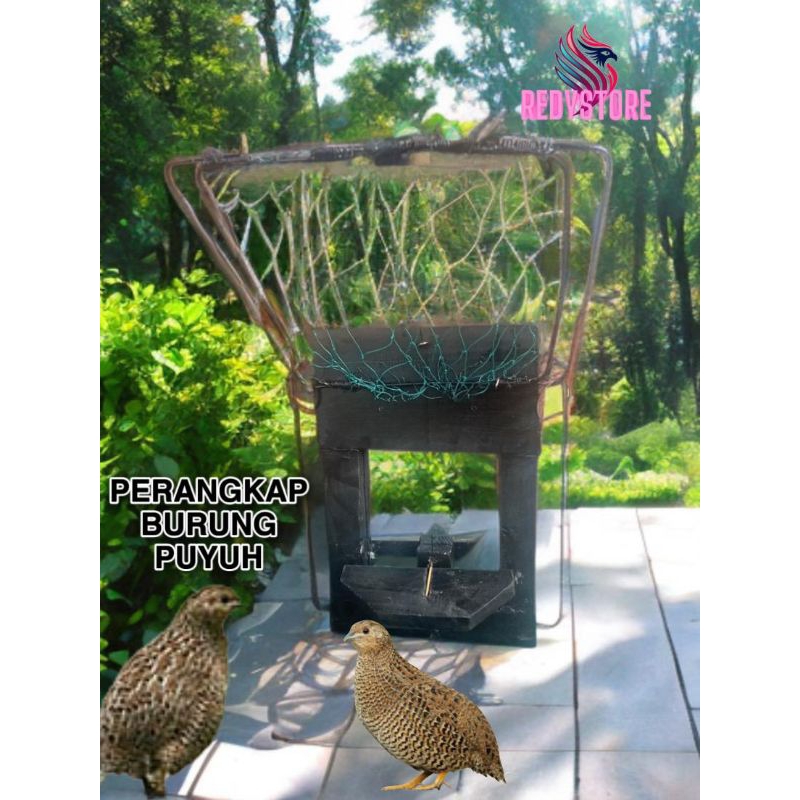 perangkap burung puyuh