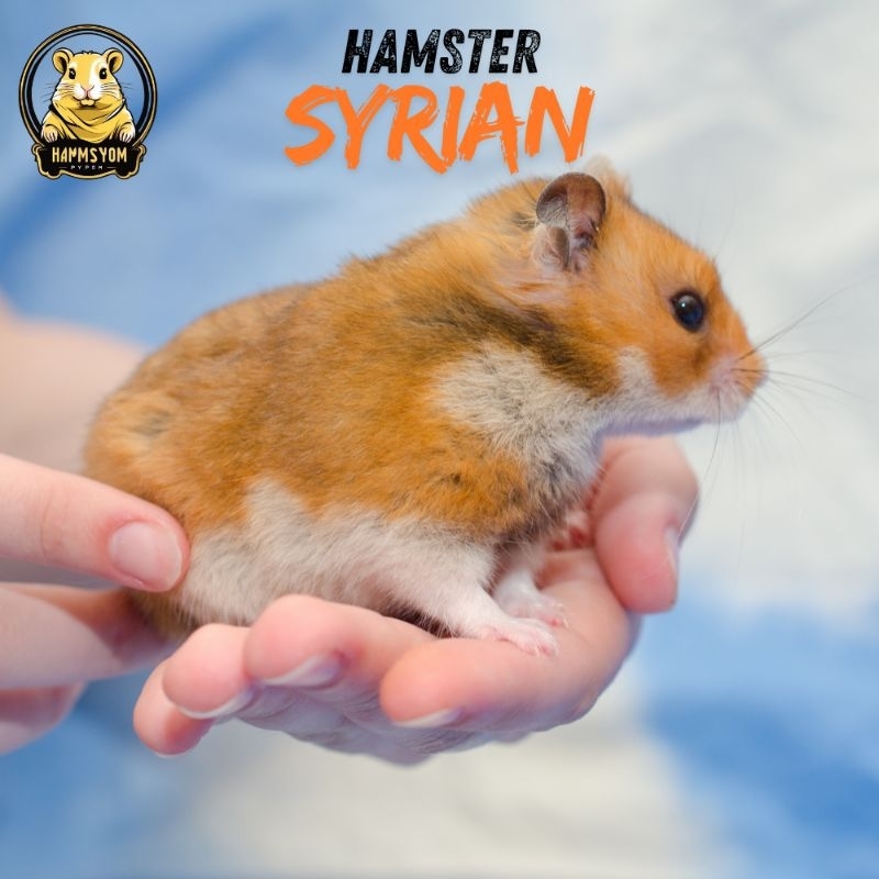 Hamster syrian jinak banget bandung