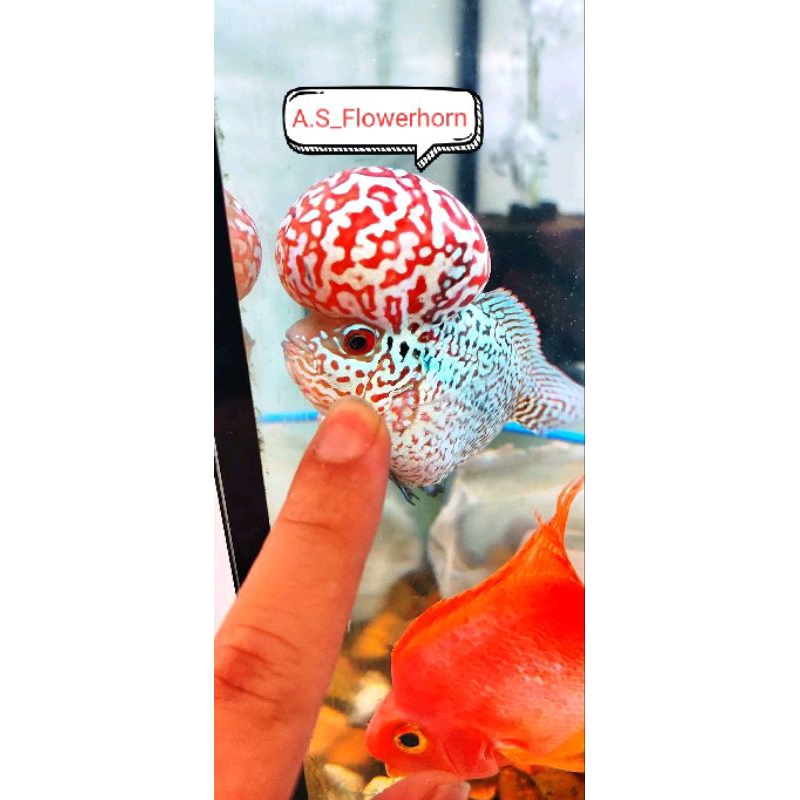 Burayak Louhan Kamfa F2 Boomhead Thailand