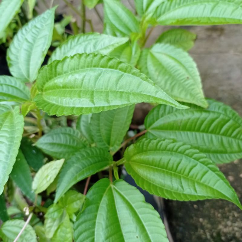 

Daun pohon pohan segar per ikat di ambil langsung jika ada orderan masuk