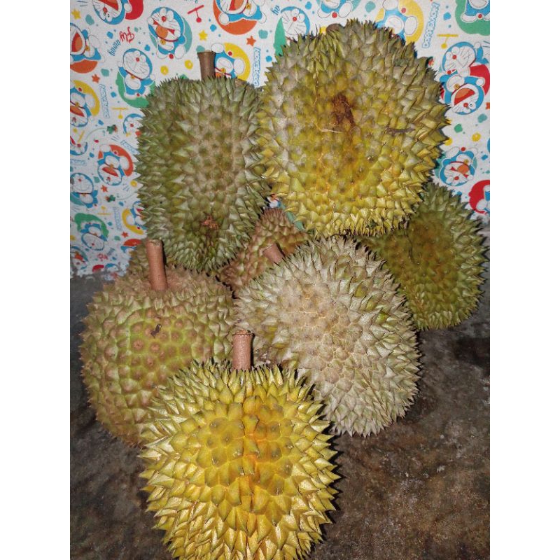 

durian lokal, isi tebal dan manis, durian matang di pohon