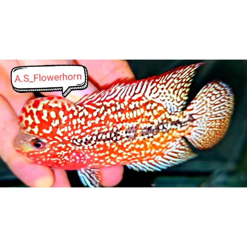 Burayak Louhan Kamfa F2 Vip Thailand