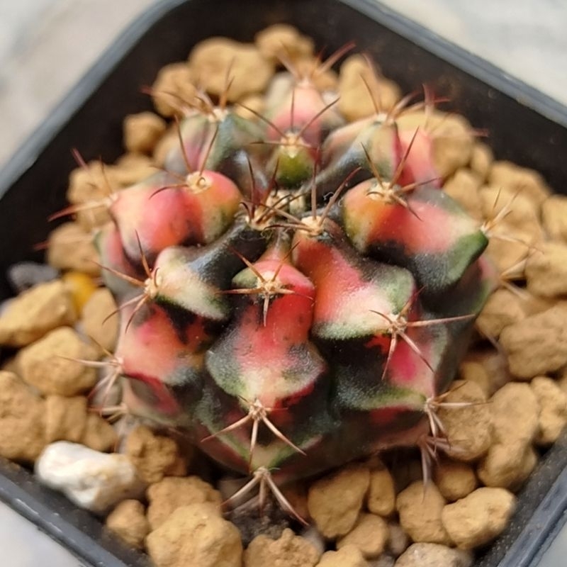 Kaktus Gymno Variegata / Gymno Anitsitsii Carnelian Variegata - Variegata di tiap rusuk -  cakep
