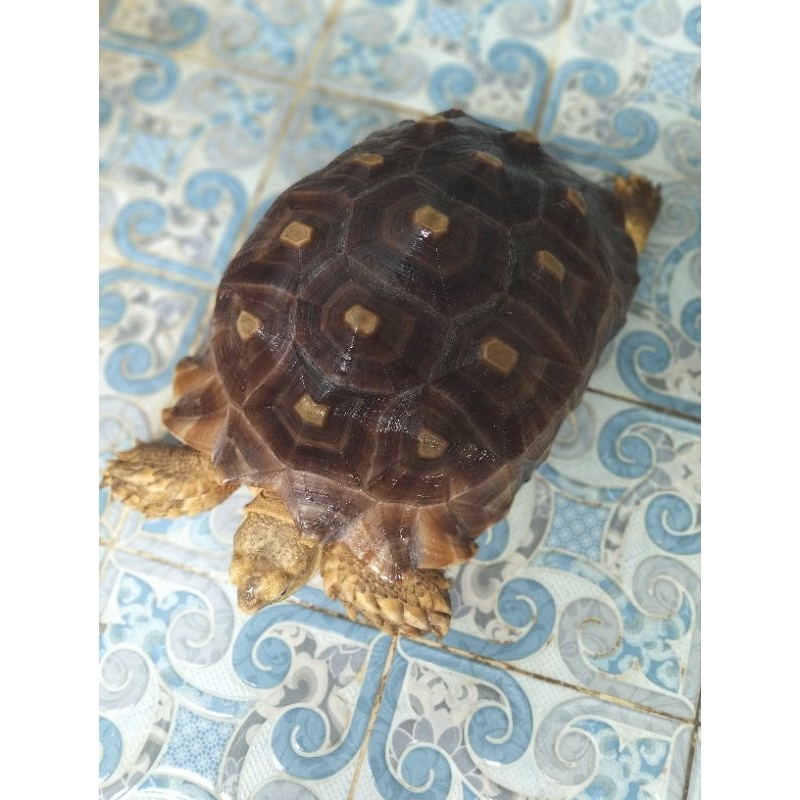 kuraSulcata Mocaccino 36cm.Betina sehat makan lancar urates lancar