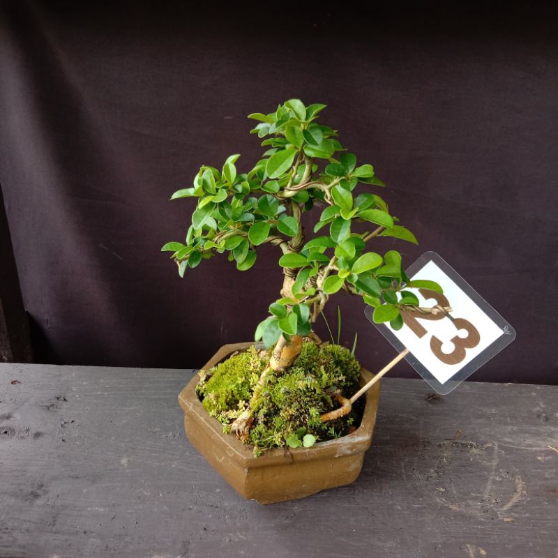 Bonsai sisir size mame