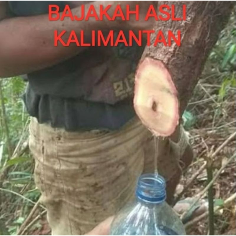 

Teh Akar Bajakah