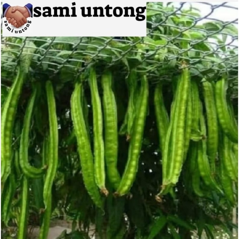 25 BENIH KECIPIR HIJAU SUPER BENIH KECIPIR