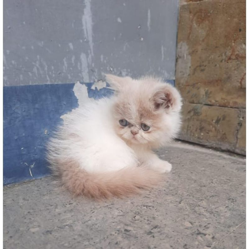 kitten persia peaknose exo, betina (pengiriman hanya bandung saja)