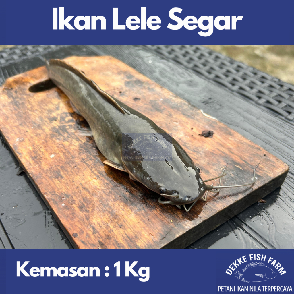 

RB Ikan Lele Segar / Fresh Catfish 1 Kg ( Gratis Dibersihkan )