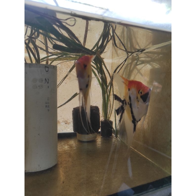 manfish red koi pair proven