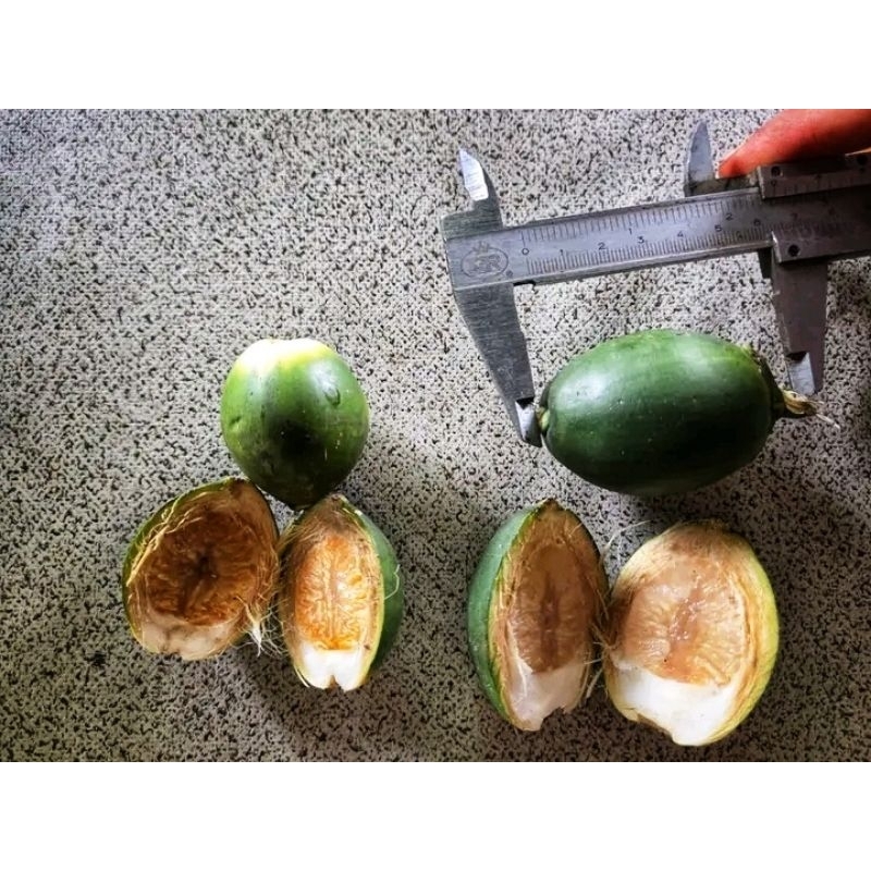 

Buah Pinang Muda | jambe muda dijamin masih muda