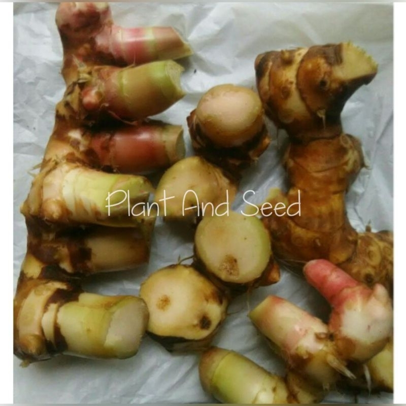 RIMPANG PACING ORGANIK UNTUK KB ALAMI 500gr