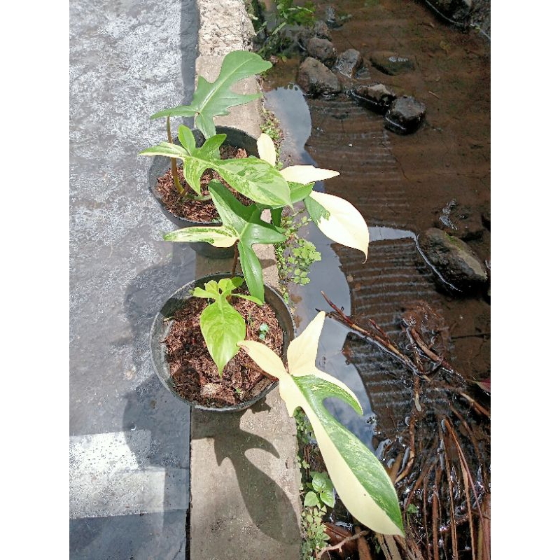 Philodendron Florida beauty varigata