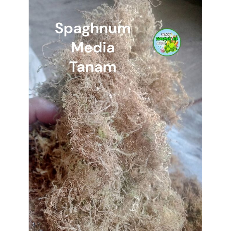 Spaghnum Moss/Media tanam Moss putih