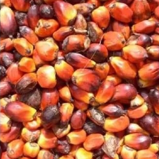 

terbaik buah kelapa sawit / 30 pcs