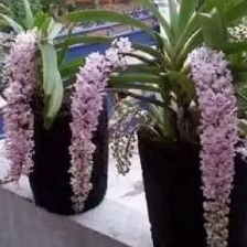 anggrek ekor tupai dewasa